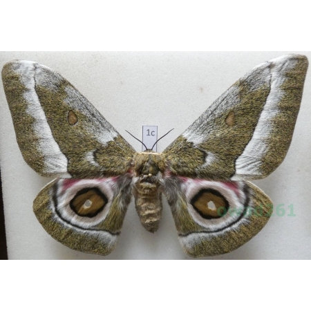 Gonimbrasia zambesina (Walker, 1865) female ex.pupa Kenya 114mm1c